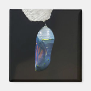 Magnet - Monarch Chrysalis (2022)