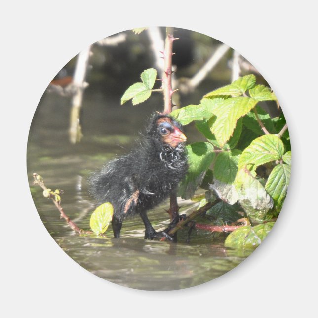 Magnet : Moorhen Chick (Devant)