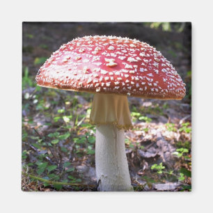 Magnet-Mushroom Magnet