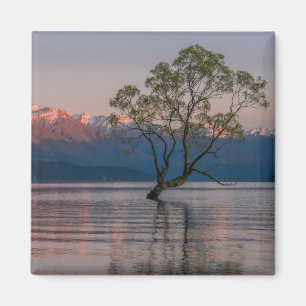 Magnet of Wanaka Tree in New Zealand