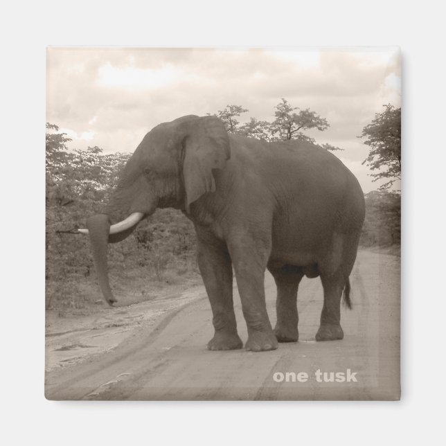 Magnet_OneTusk_Tribute_Kariba Magnet (Front)