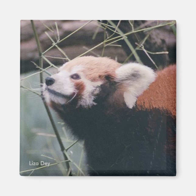 Magnet Panda rouge (Devant)
