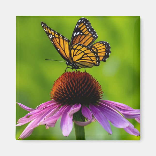 Magnet papillon 2 pouces (Devant)