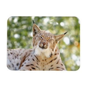 Magnet Photo cat , lynx , animals 0133.
