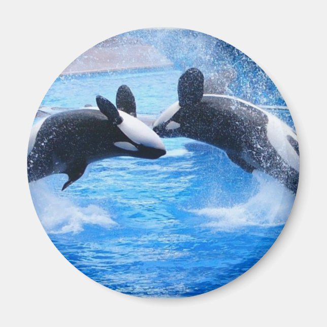 Magnet photo de baleine (Devant)
