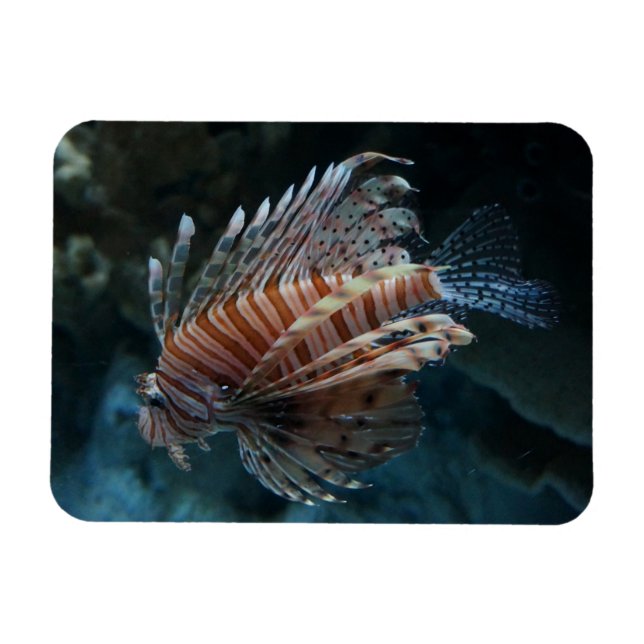 Magnet photo de poisson rouge (Horizontal)