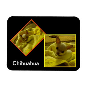 Magnet photo flexible Chihuahua
