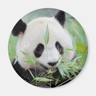 Magnet Photo giant panda , animals 0238.