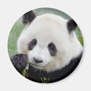Magnet Photo giant panda , animals 0241.