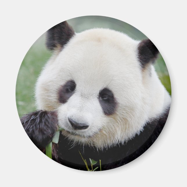 Magnet Photo giant panda , animals 0241. (Front)