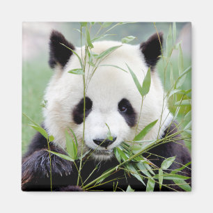 Magnet Photo giant panda , animals 0410.