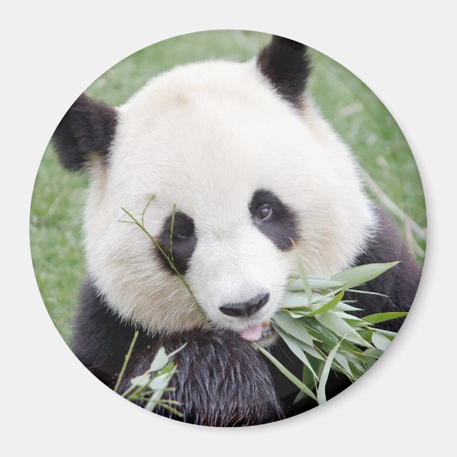 Magnet photo giant panda. Panda geant. (Front)