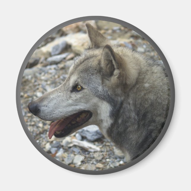 Magnet photo GRAY WOLF (Devant)