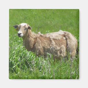 Magnet photo Mur Mouton
