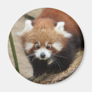 Magnet Photo red panda , animals 0363.