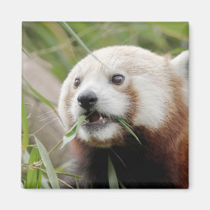 Magnet Photo red panda , animals 0628.