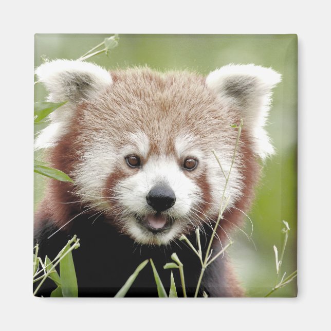 Magnet Photo red panda , animals 0630. (Front)