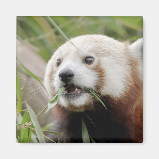 Magnet photo red panda. Panda roux.
