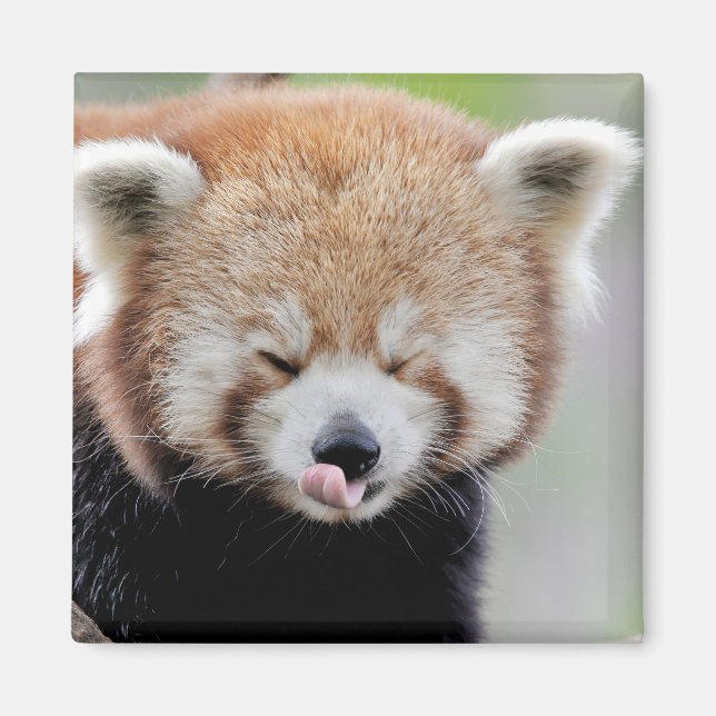 Magnet photo red panda. Panda roux. (Front)