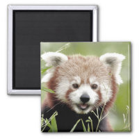 Magnet photo red panda. Panda roux.
