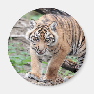 Magnet Photo tiger , animals 1. magnet