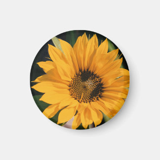 Magnet photo tournesol