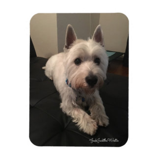 Magnet photo Westie 3"x4"