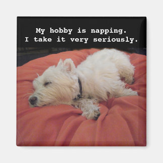 Magnet photo Westie Napping