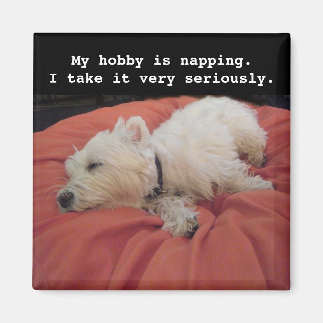 Magnet photo Westie Napping (Devant)