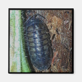 Magnet - Pill Bug (photo)
