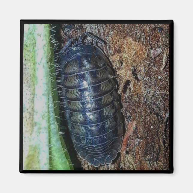 Magnet - Pill Bug (photo) (Front)