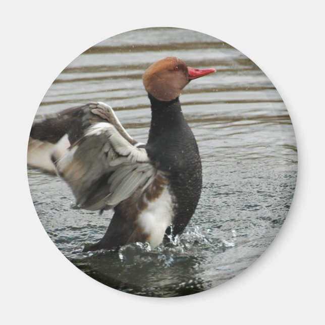 Magnet - Pochard flapping wings (Front)