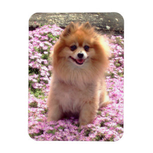 Magnet Pomeranian with Pink Flowers
