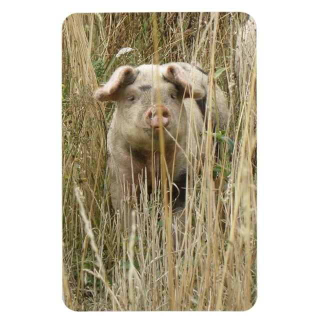 Magnet Premium de cochon mignon (Vertical)