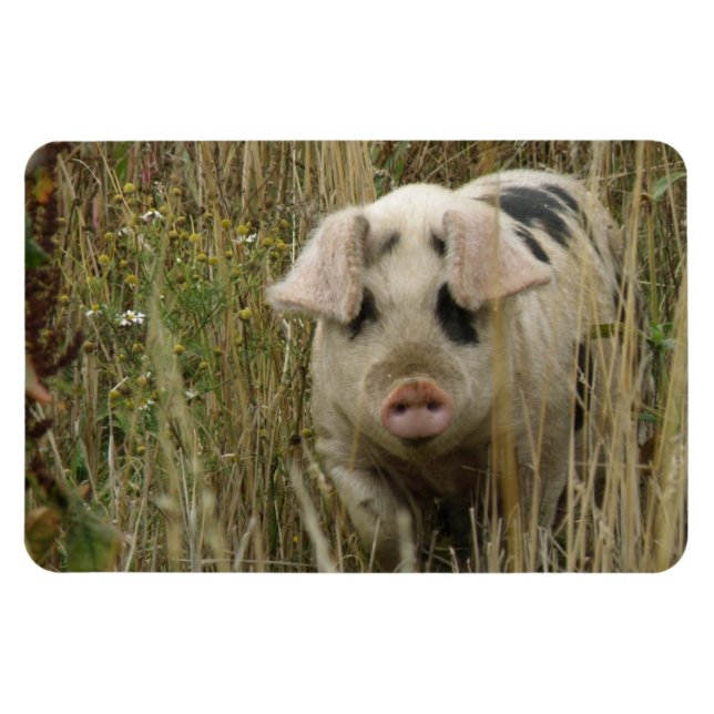 Magnet Premium de porc mignon (Horizontal)