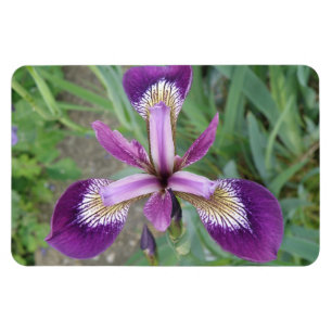 Magnet Premium Iris violet