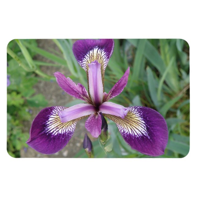 Magnet Premium Iris violet (Horizontal)