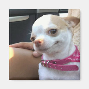 Magnet Pretty Chihuahua Dog Meme