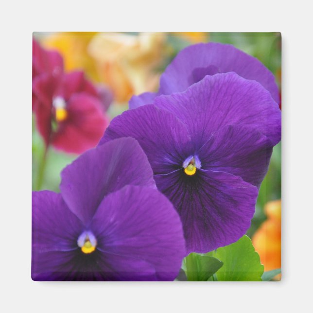 Magnet: Purple Pansies Magnet (Front)