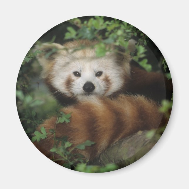 Magnet - red panda (Front)