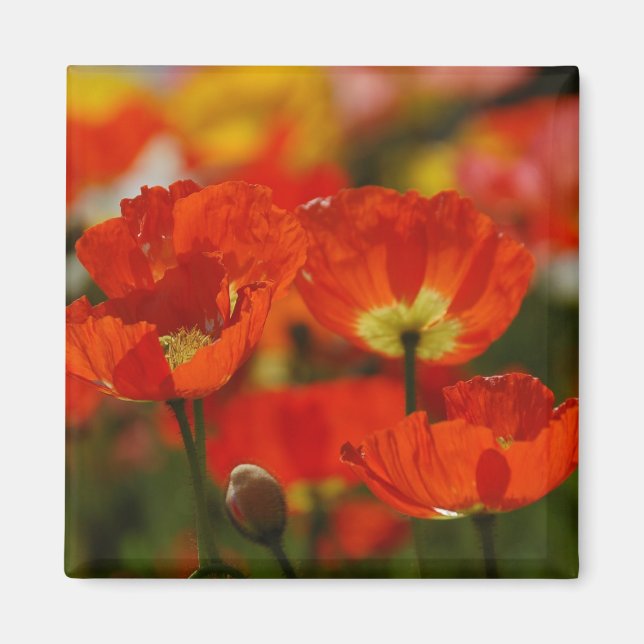 Magnet Red Poppies (Devant)
