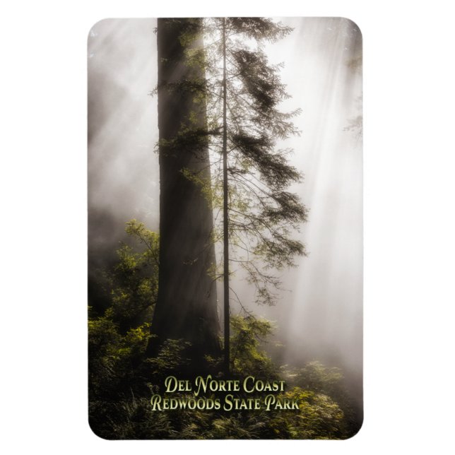 Magnet: Redwood Trees, Mist, and Sunbeams Magnet (Vertical)