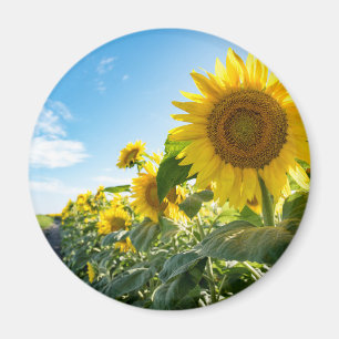 Magnet rond