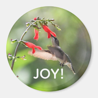 Magnet rond de colibri
