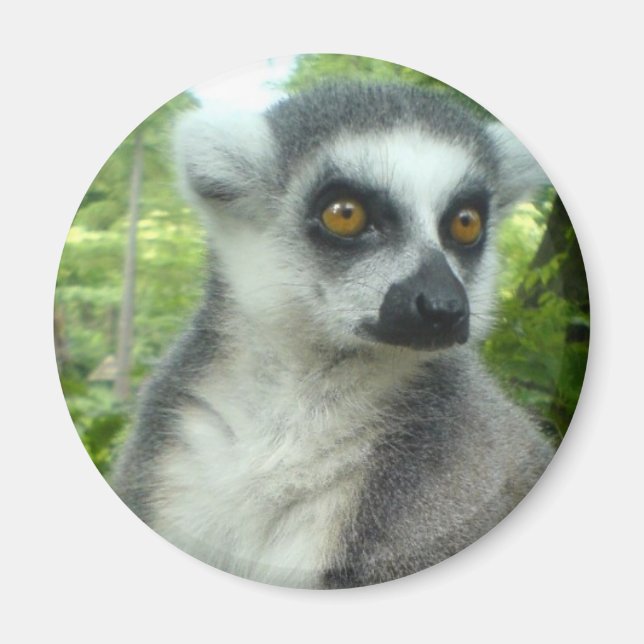 Magnet rond de lémur Madagascar (Devant)