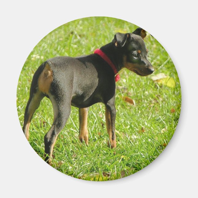 Magnet rond des marionnettes de Doberman (Devant)