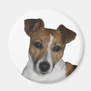 Magnet, round, Jack Russell Terrier Magnet