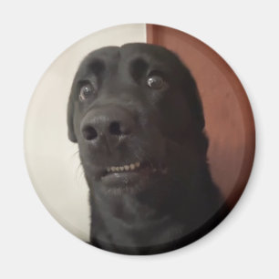 Magnet Scared Dog Meme