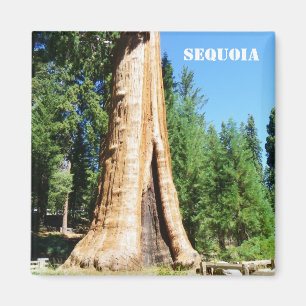 Magnet Sequoia géant !