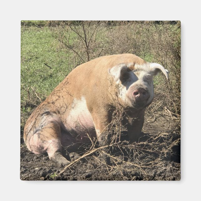 Magnet - Sheila mon gros porc gras (Devant)